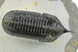 Beautiful, Morocconites Trilobite Fossil - Ofaten, Morocco #253574-1